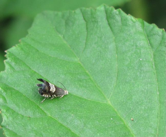 Grapholita compositella?